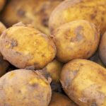 potato, new harvest, nature, nightshade plant, solanum tuberosum, crop, food, fresh, bio, natural product, potato, potato, potato, potato, potato