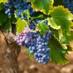 vines, vineyards, fall, grape, vine leaves, bunch of grapes, grape variety, red grape, vines, vines, vineyards, fall, fall, fall, grape, grape, grape, grape, grape, vine leaves, bunch of grapes